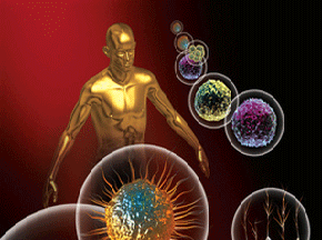 immune system graphic