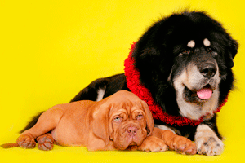 Big Dog and Small Dog