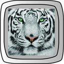 white tiger button